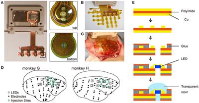 A Chronically Implantable Bidirectional Neural Interface for Non-human Primates